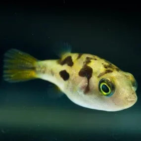 Dwarf Yellow Puffer - Carinotetraodon travancoricus