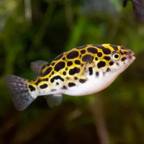 Green Puffer - Tetraodon fluviatilis